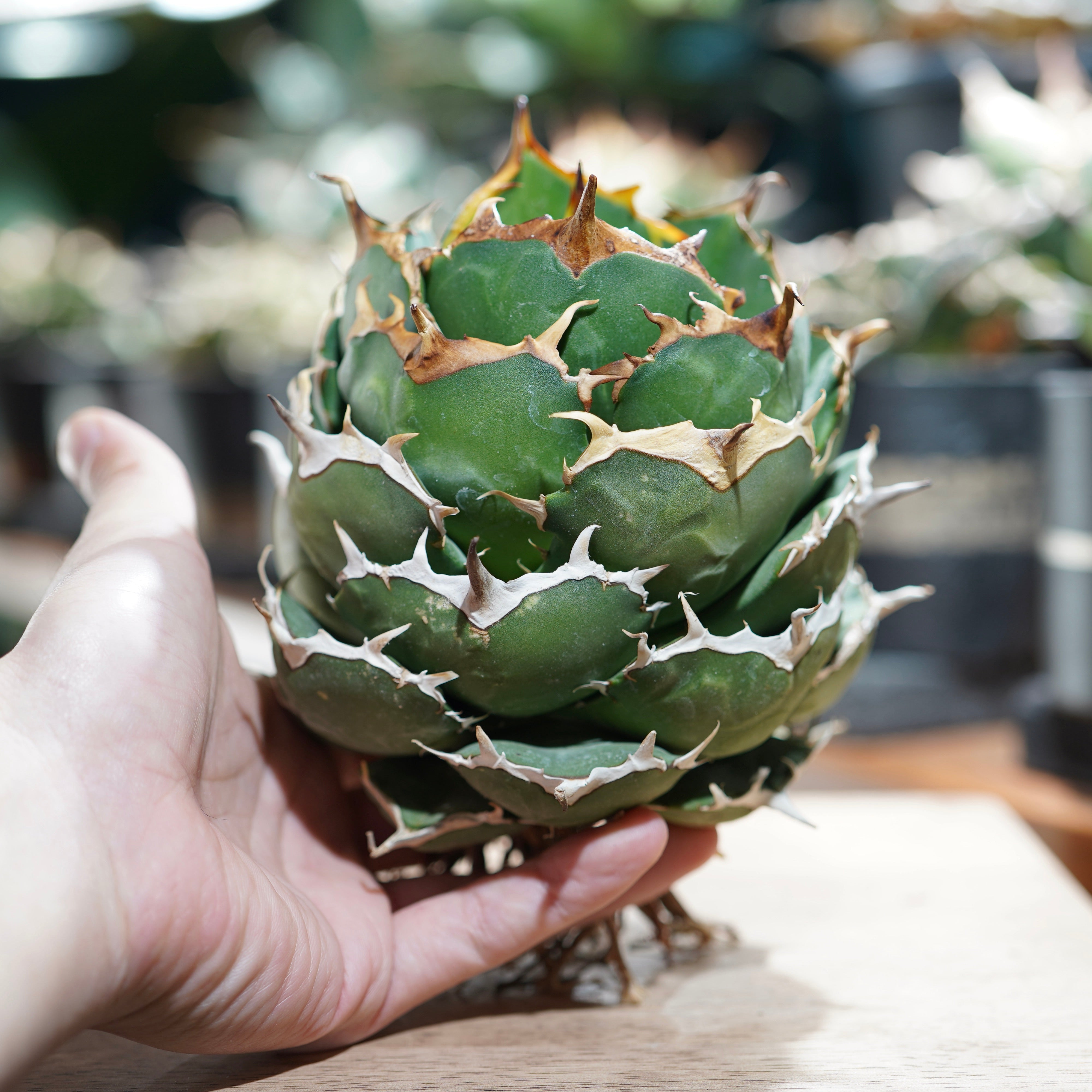 イラン便入荷！】Agave titanota 'Persian Dwarf' &'White Ball