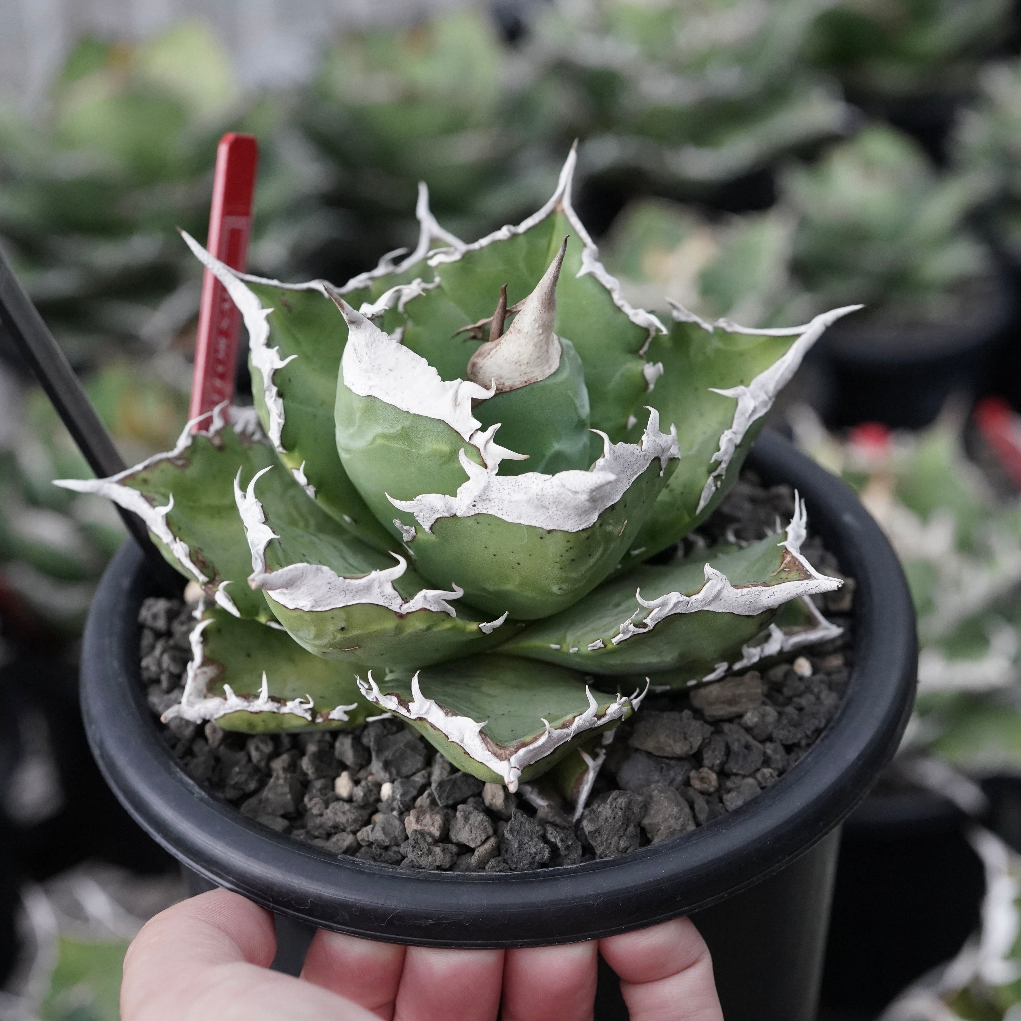 アガベ チタノタ 蟹 crab の親株 )ivory 大白鯊 皇冠 冰雹 アガベ