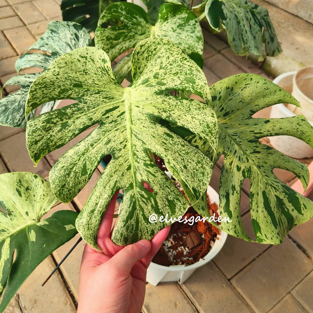 モンステラ・フシギダネ斑入り組織培養 - エルフズガーデン