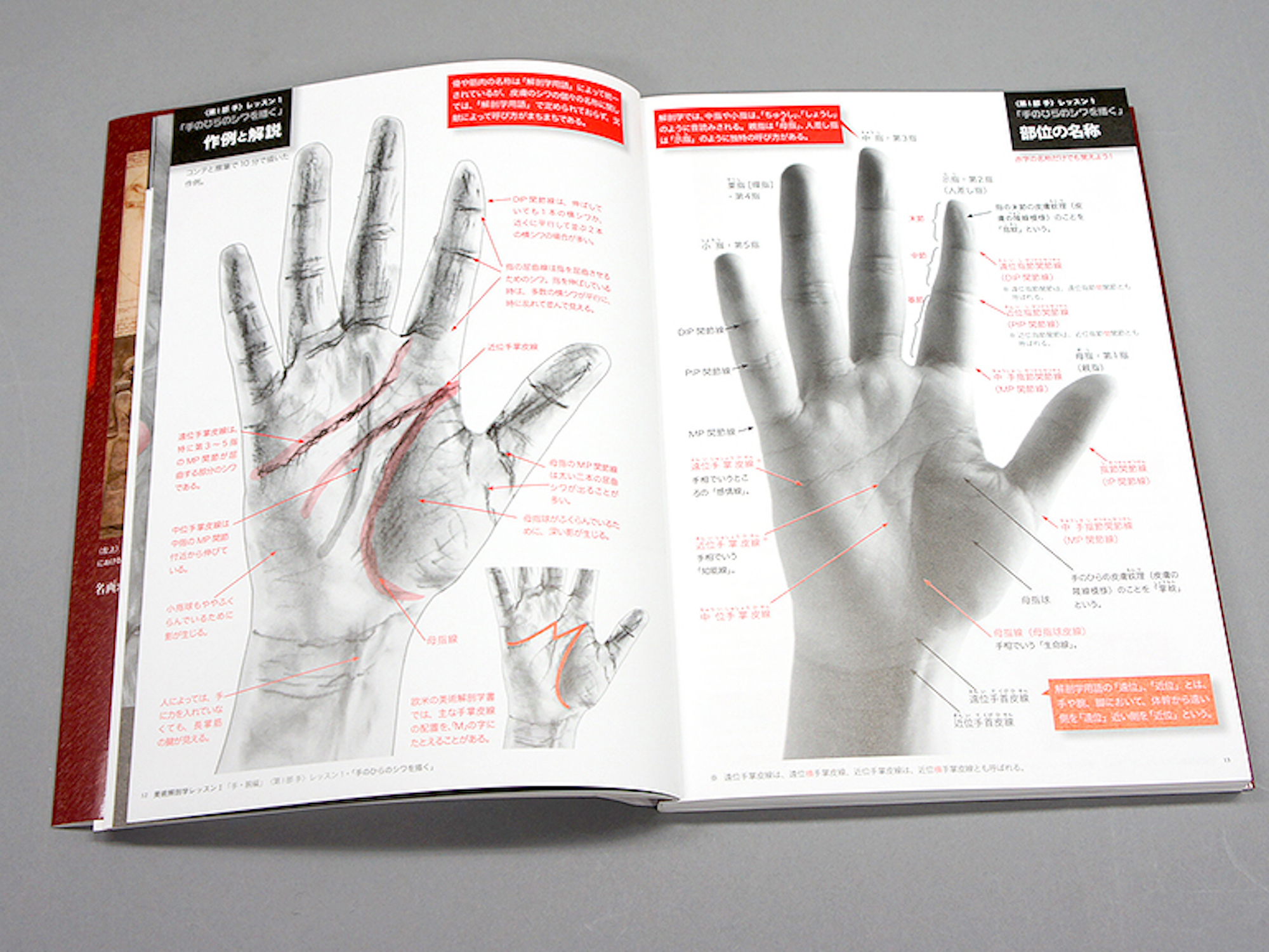 Anatomy Lesson for Artist I | 青幻舎 SEIGENSHA Art Publishing, Inc.