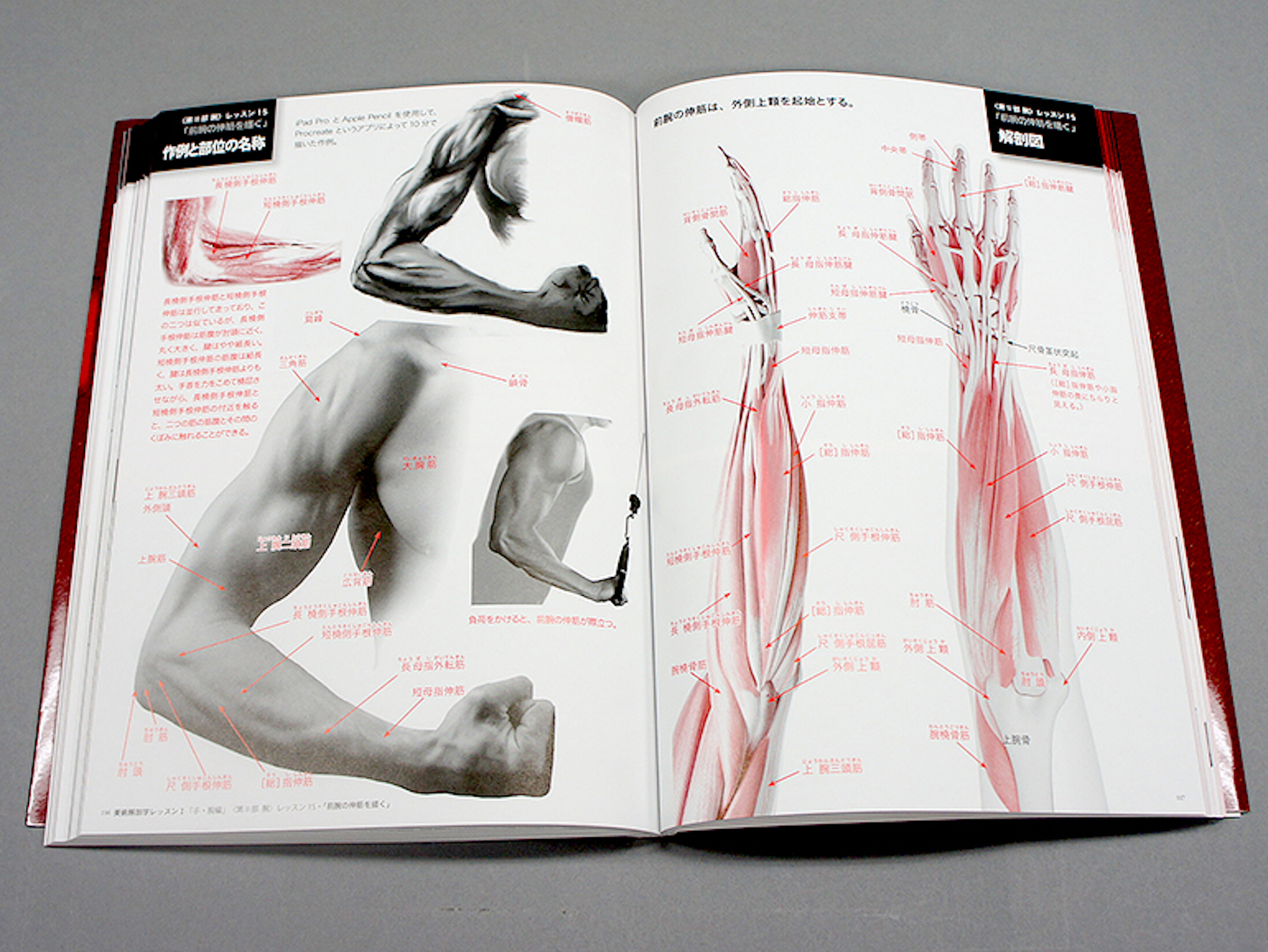 Anatomy Lesson for Artist I | 青幻舎 SEIGENSHA Art Publishing, Inc.