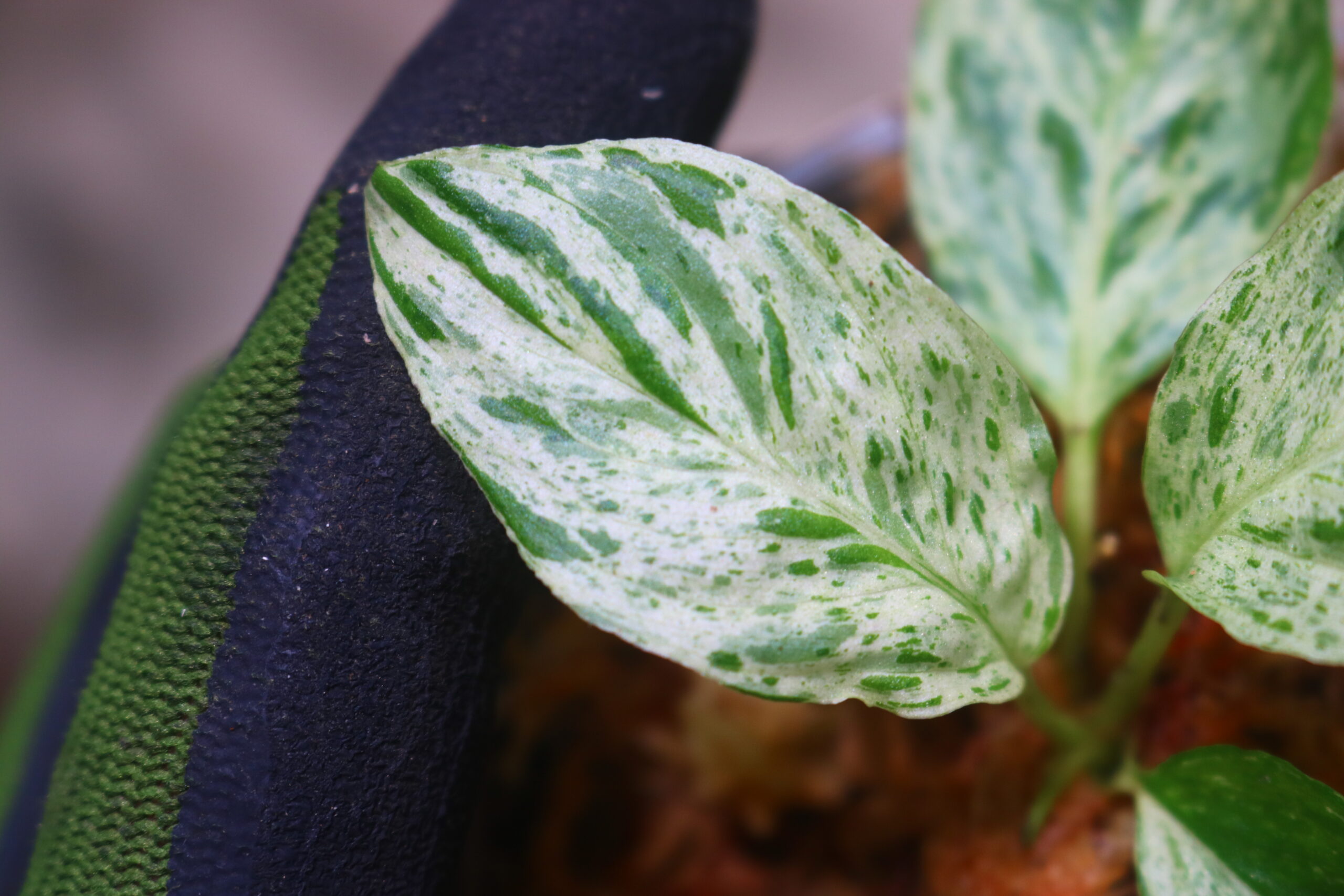 TGK-r50827lh-/ホマロメナ斑入り/Homalomena sp. 'Mint Variegated