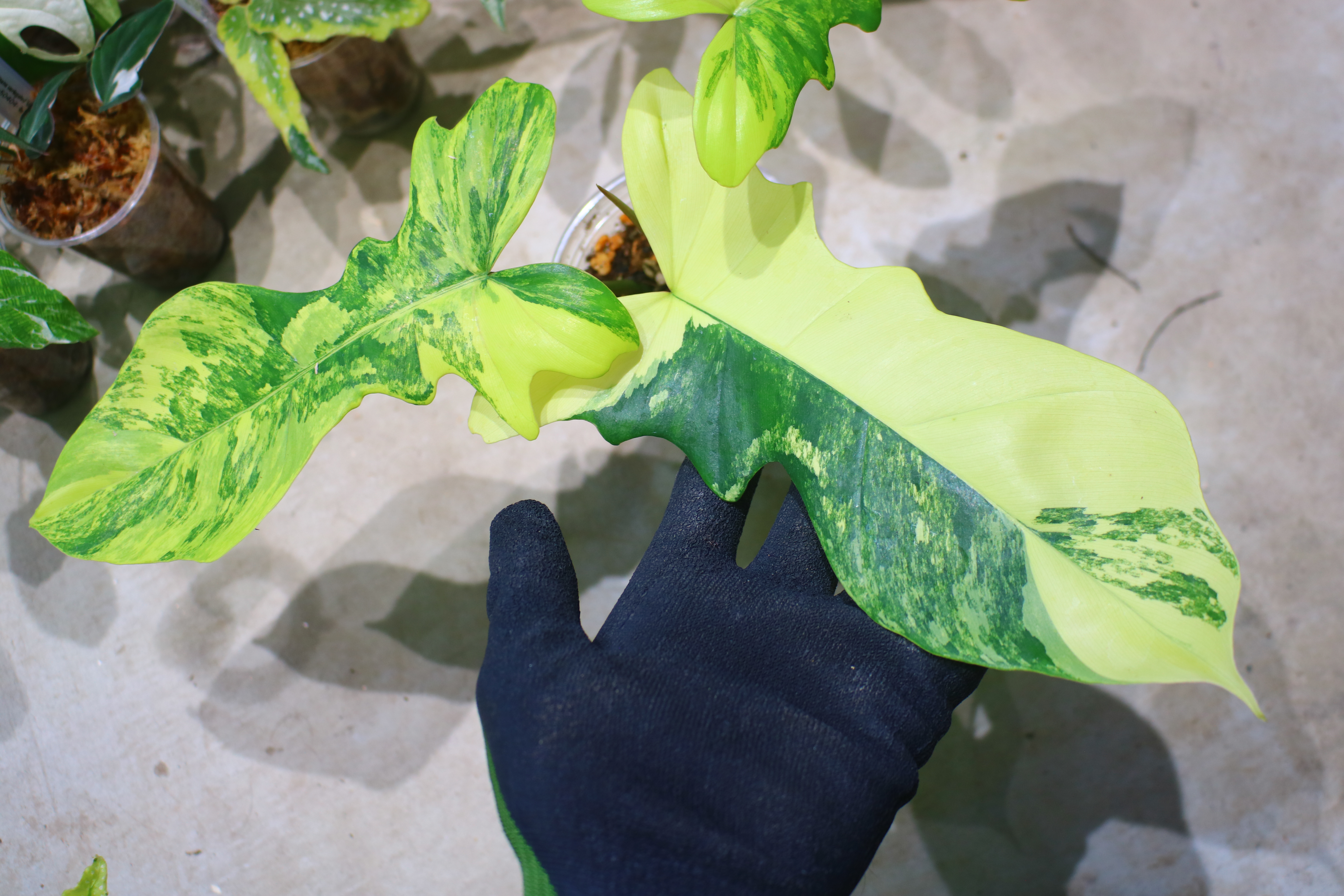 🦍-TGK-r70330-🦍/フィロデンドロン 'キティナ'/ Philodendron 'Kitina