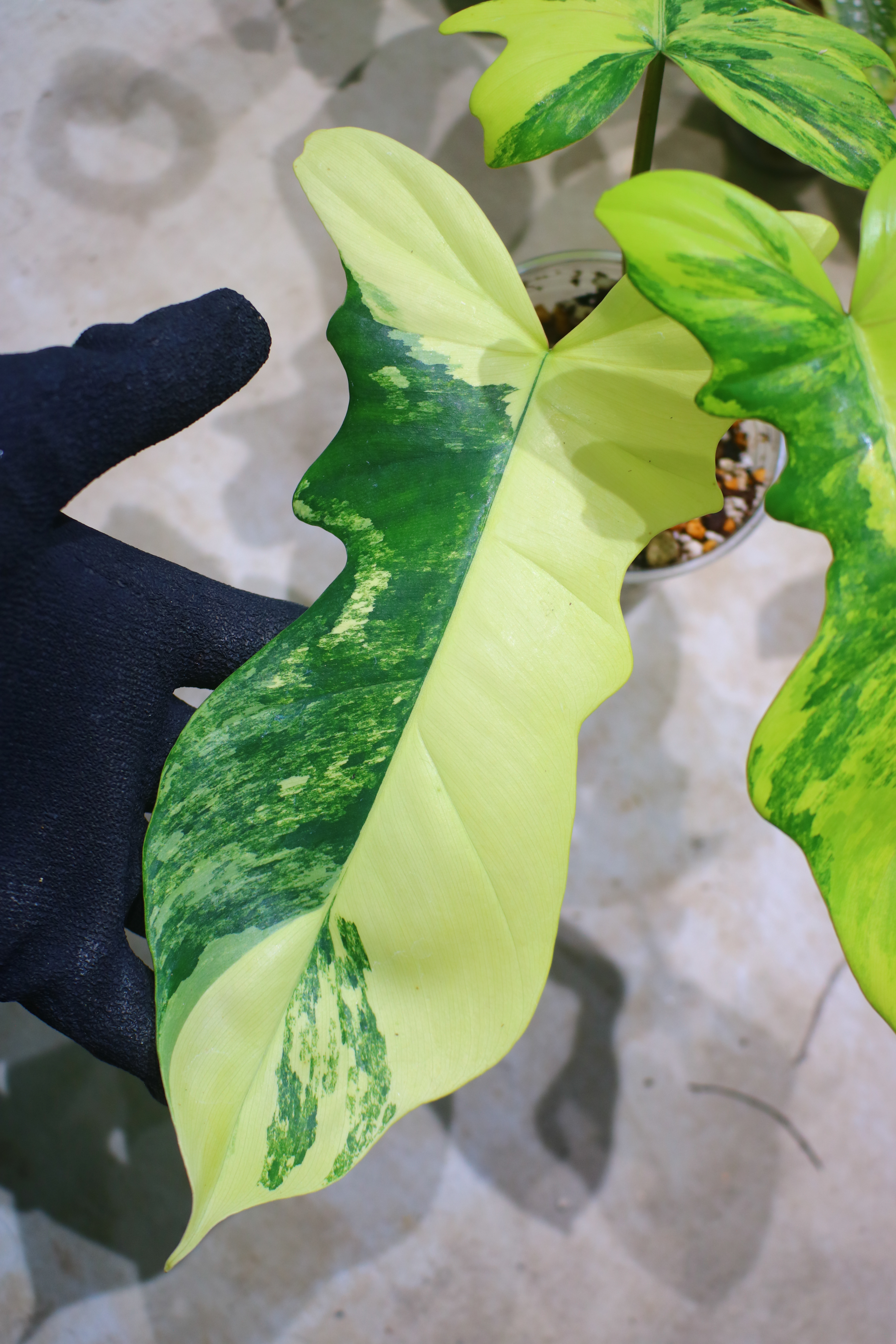 🦍-TGK-r70330-🦍/フィロデンドロン 'キティナ'/ Philodendron 'Kitina