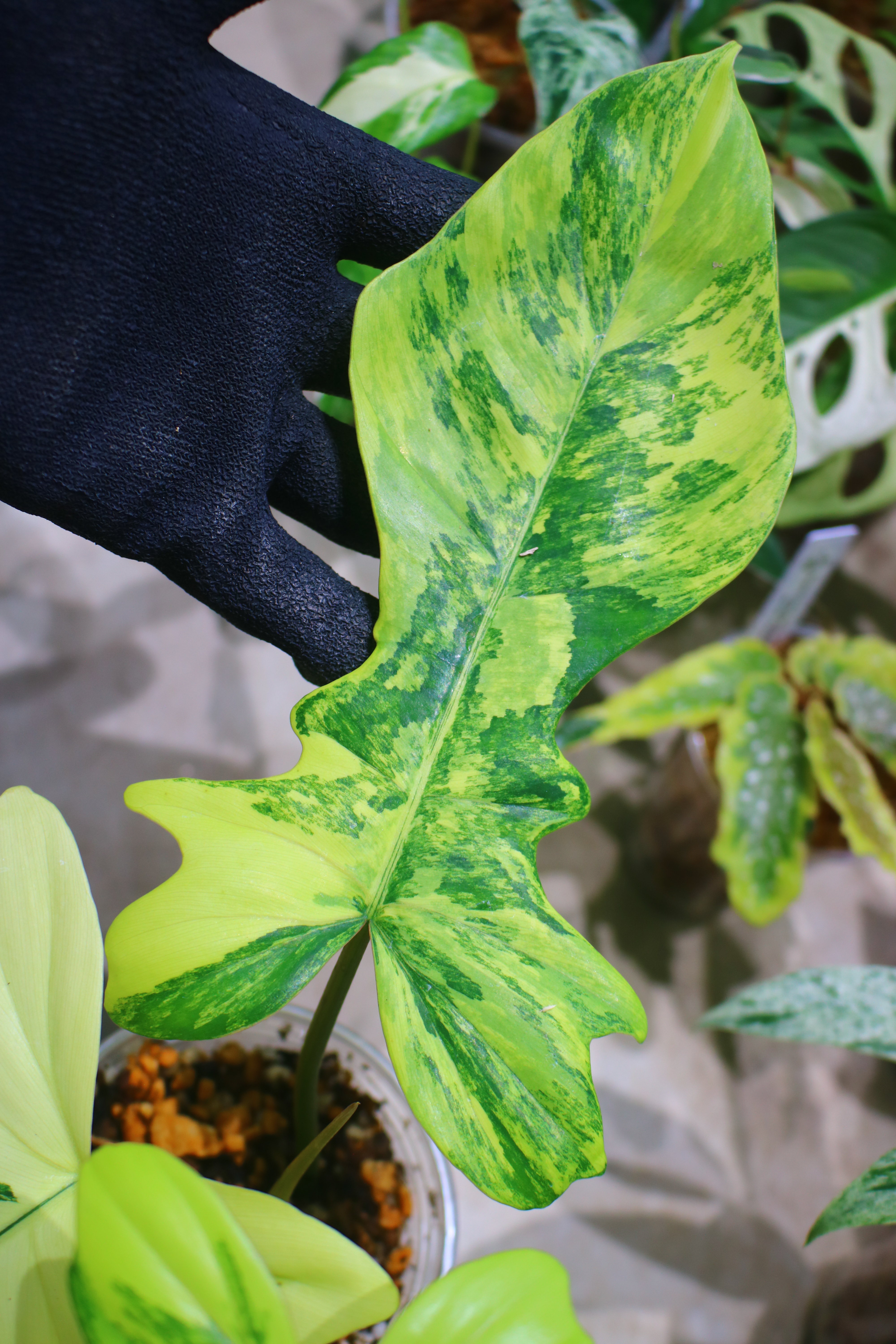 🦍-TGK-r70330-🦍/フィロデンドロン 'キティナ'/ Philodendron 'Kitina