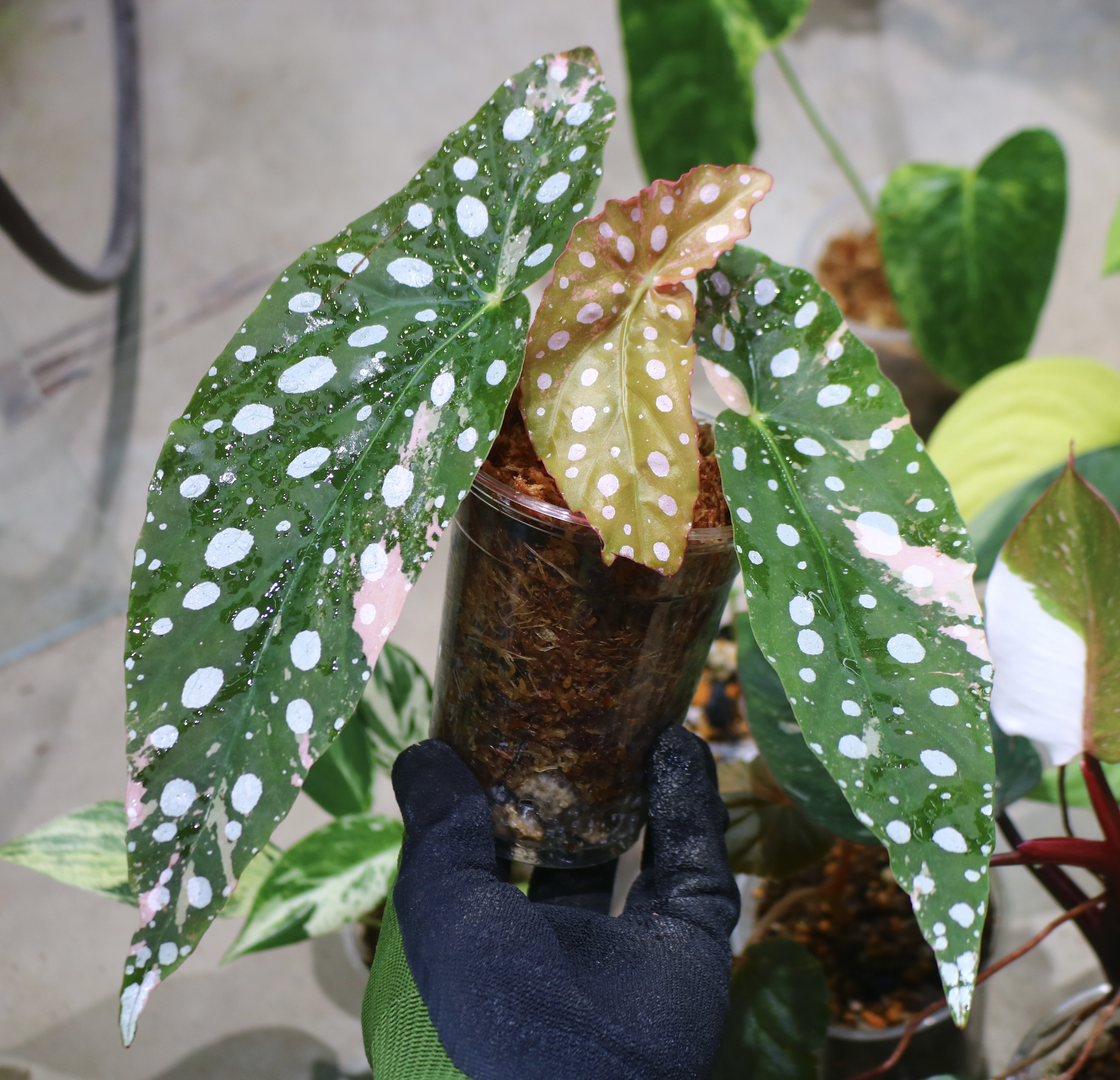 🦍-TGK-r70626-🦍/Begonia maculata variegated/ベゴニア マクラータ
