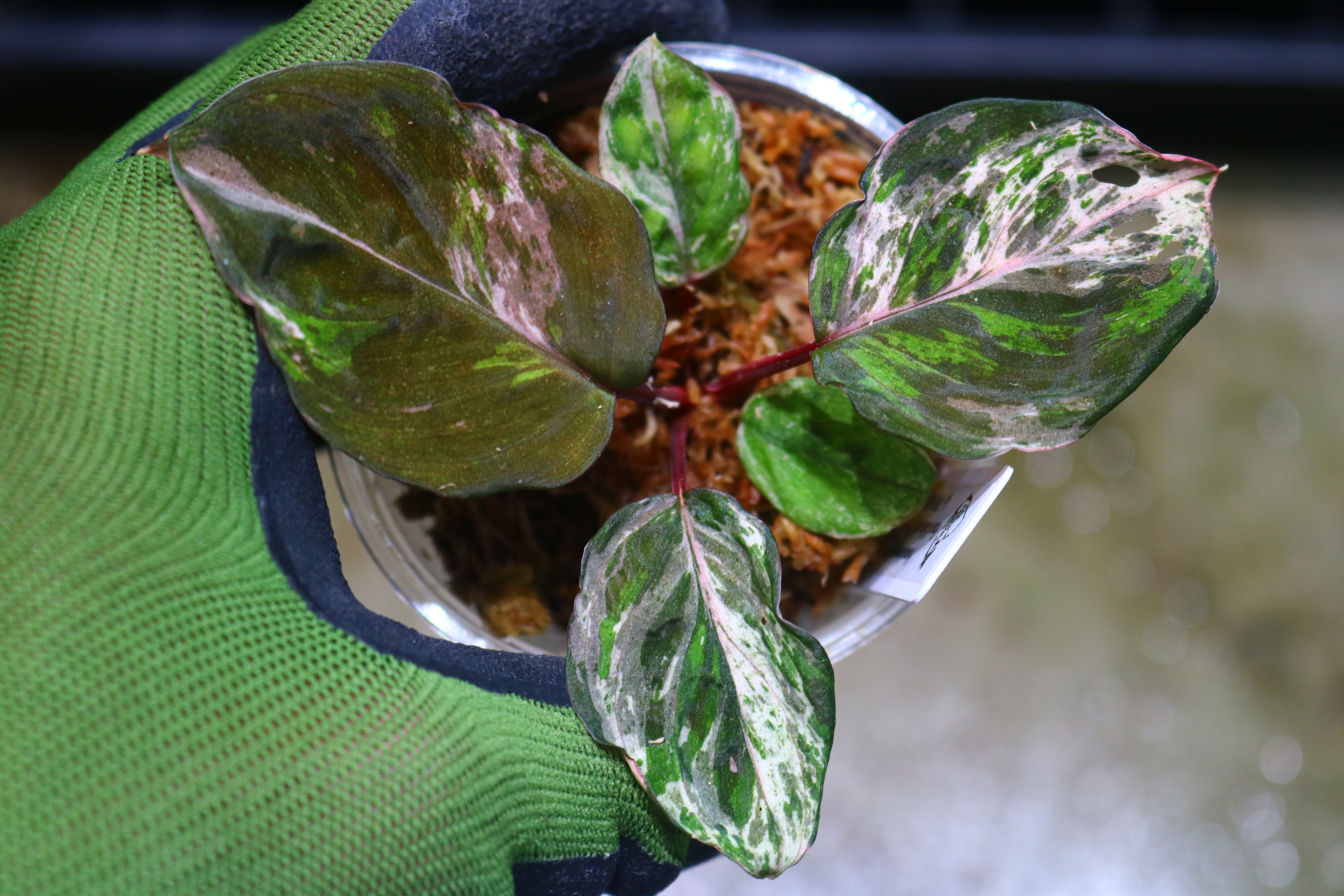 ホマロメナ斑入り/TGK輸入便 / 🦍-TGK-r20806lh-🦍/Homalomena sp