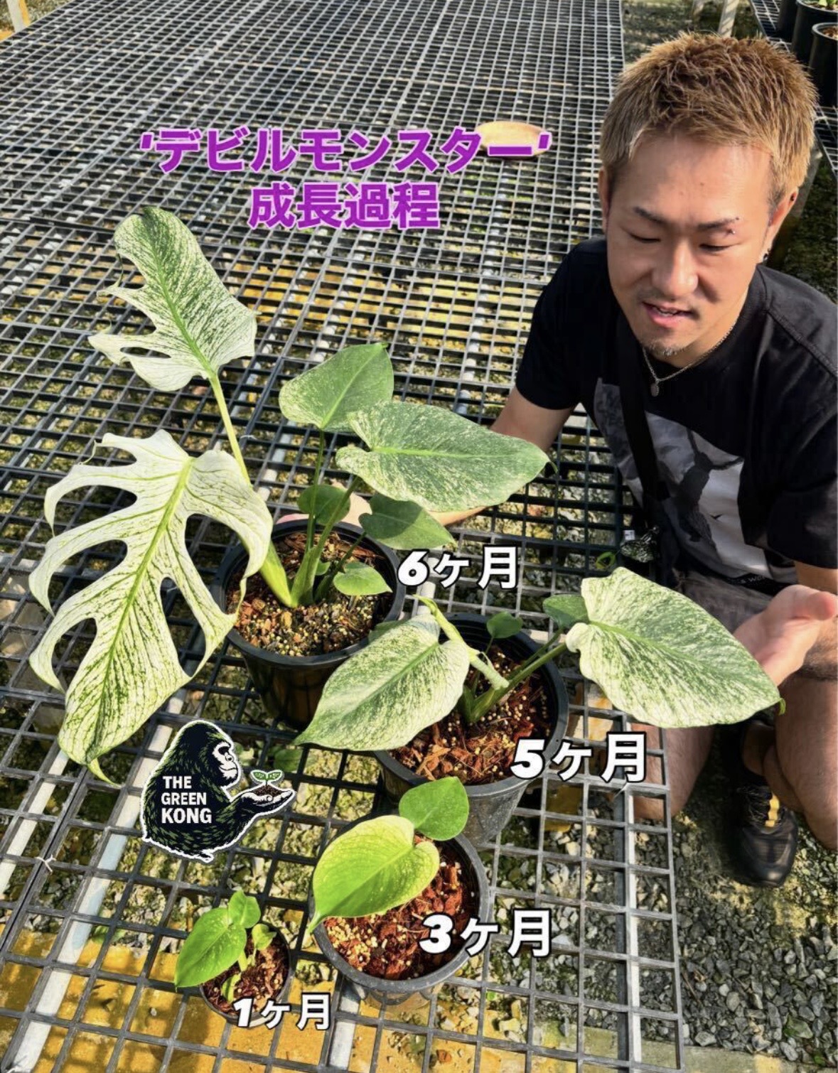 モンステラ デリシオーサ 'デビルモンスター'（TC）| Monstera