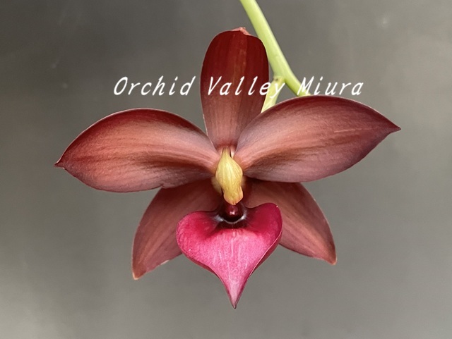 Catasetum系② - オーキッドバレーミウラ