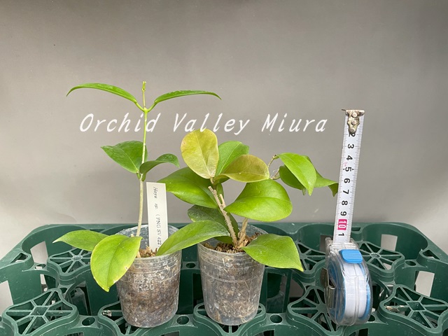 ホヤ系 - オーキッドバレーミウラ