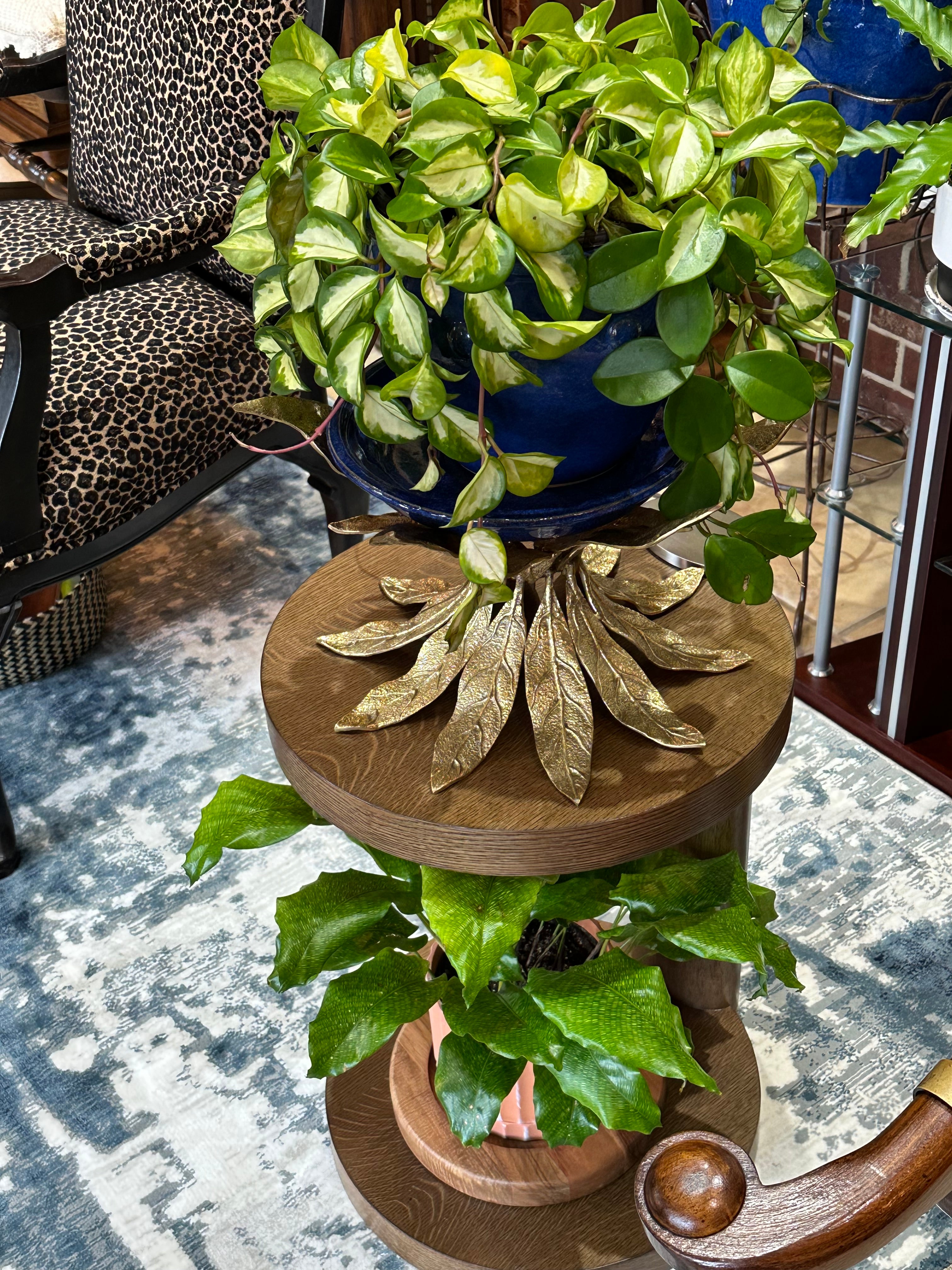 Hoya Tri-color Variegata in Hanging Basket | Eureka Farms