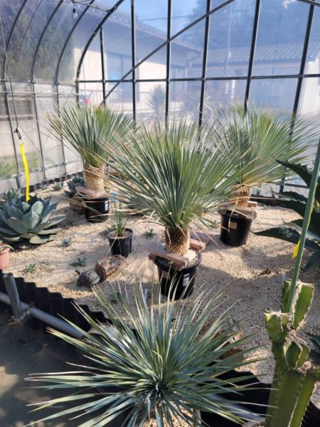 ユッカ ロストラータ ブルーサンダー | 茨城県つくば市・坂東・境町の