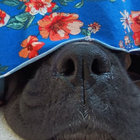 Eden's Desire (Vinyl Only) | Sepehr