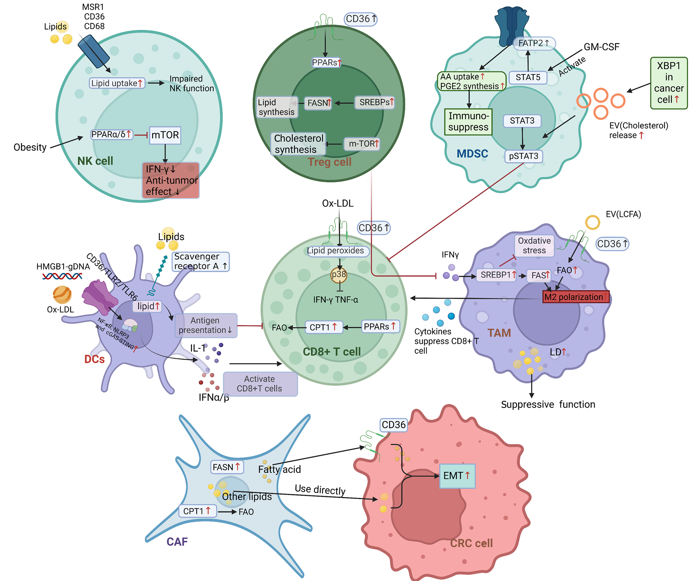 Lipid metabolic reprogramming in colorectal cancer: Insights to