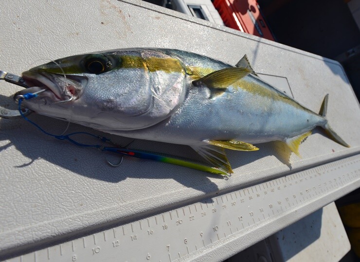 FT130 | FCLLABOネットショップ