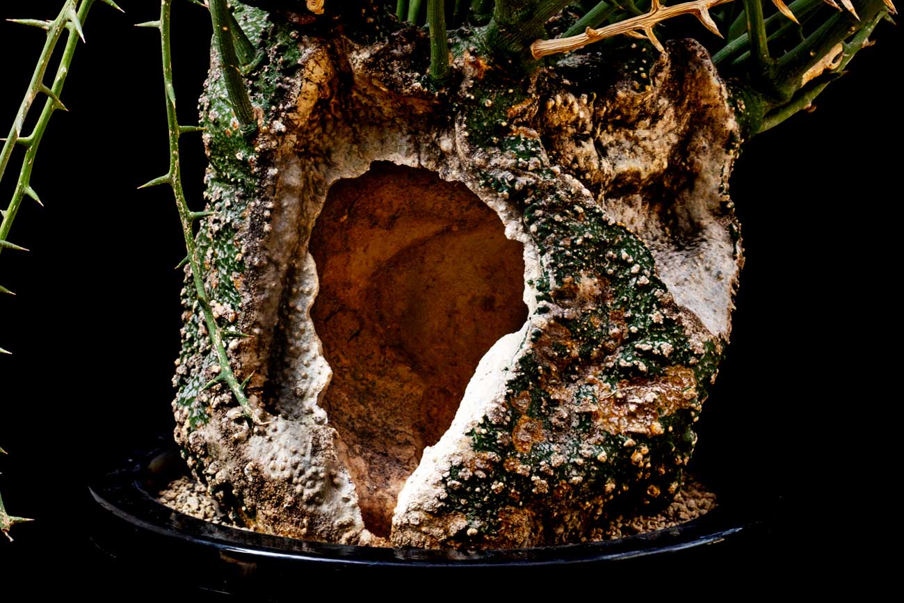 アデニア・グロボーサの魅力と育て方｜唯一無二の個性を放つ塊根植物を