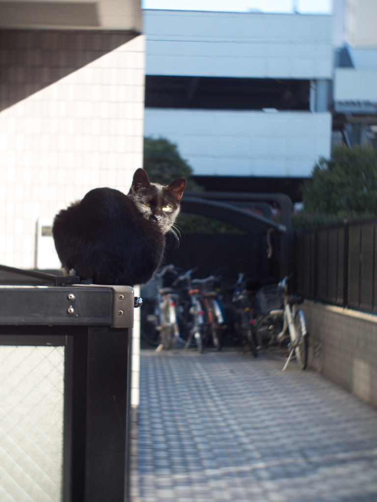 ZUNOW-ELMO Cine 13mm F1.1で猫を撮る - マクロ☆スタイル