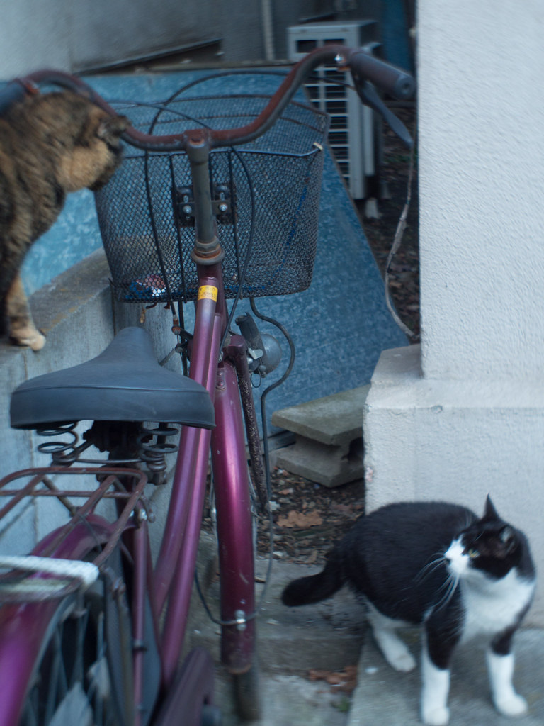 ZUNOW-ELMO Cine 13mm F1.1で猫を撮る - マクロ☆スタイル