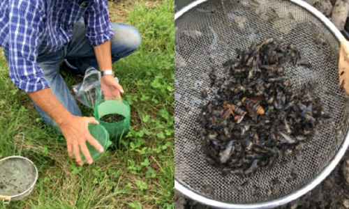 アブキャップ ｜ 電気も薬も使わない次世代型アブ捕獲器 | ファーム