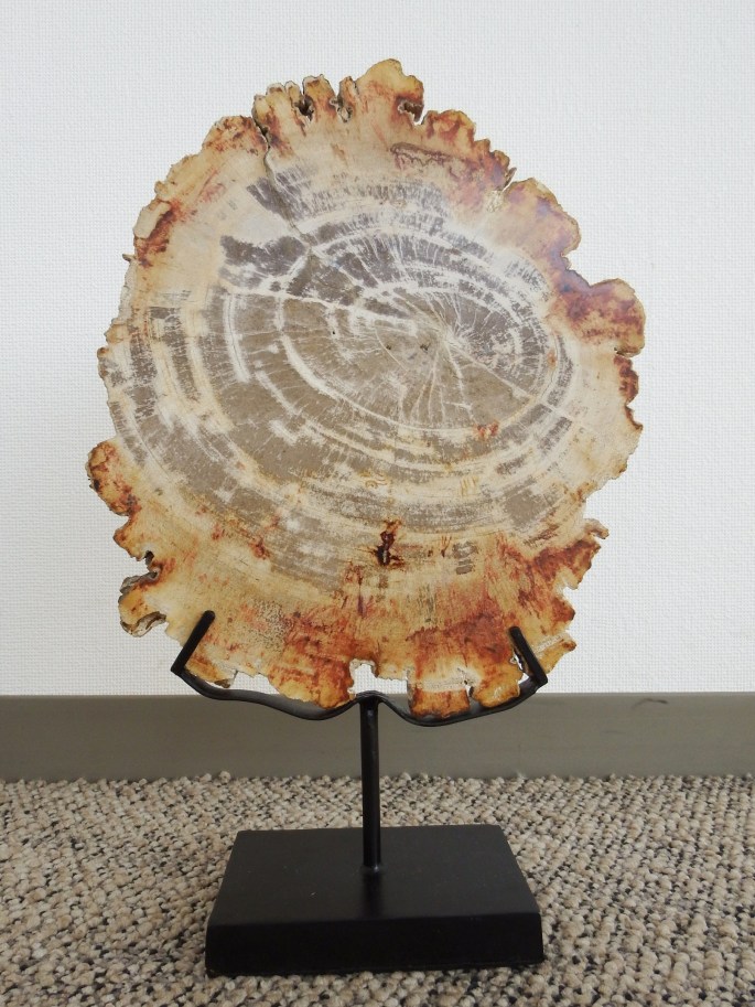 ペトリファイドウッド（珪化木）ホワイト【一点もの】 | フェルミ