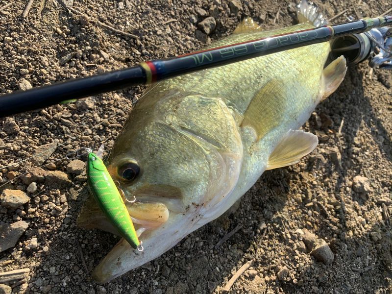 M50/M60 SR-S color code [Fin-ch] - Fin‐ch