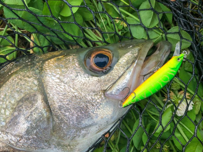 M50/M60 SR-S color code [Fin-ch] - Fin‐ch