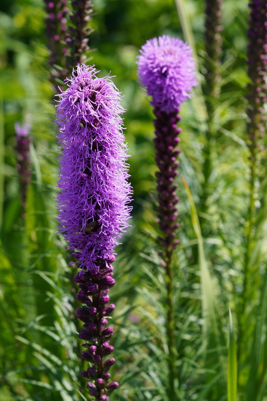 Buy Gayfeather Blazing Star (Liatris spicata) at Finding Nectar