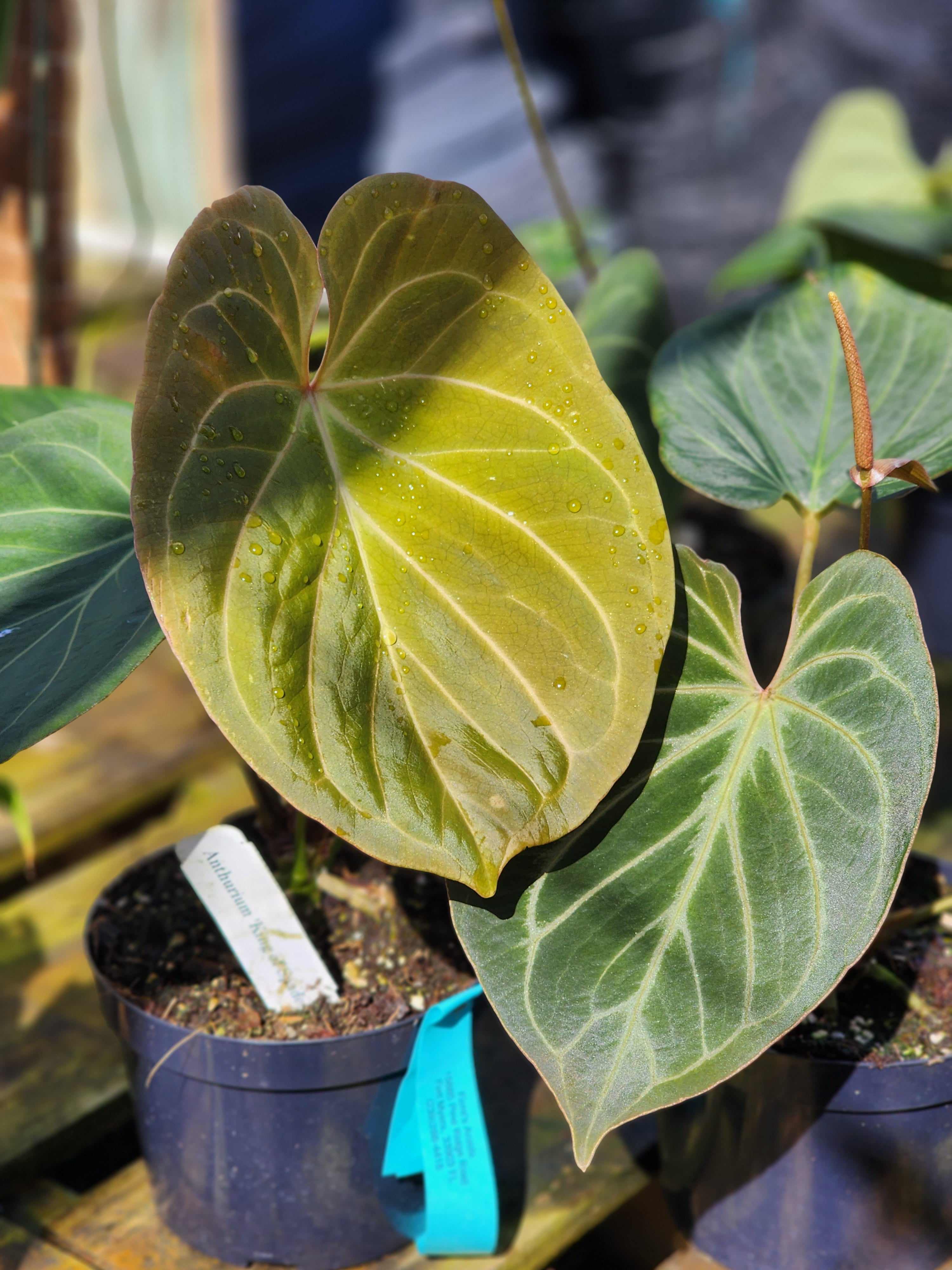 Anthurium King of Spades – Fiore's