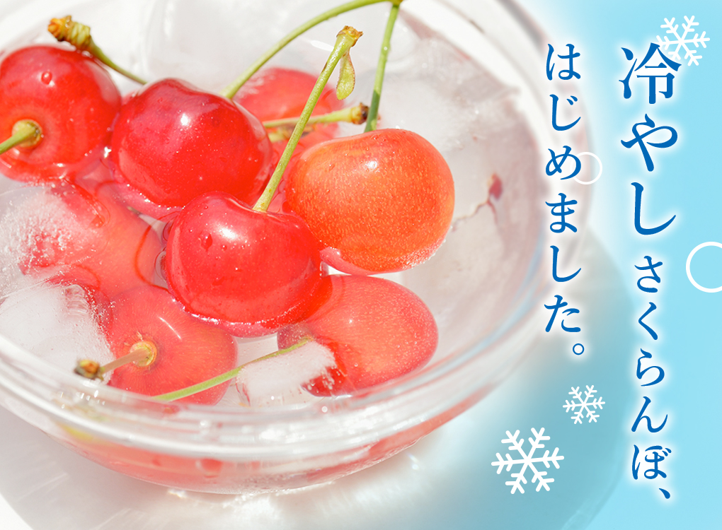 サクランボ（佐藤錦）L～2L 550g鏡詰め - しゅんもの