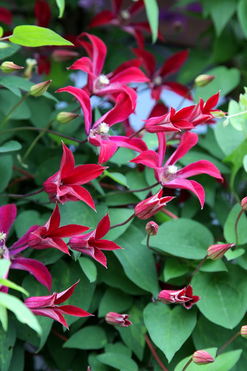 クレマチス・ナーセリー 及川フラグリーン Clematis Nursery Oikawa