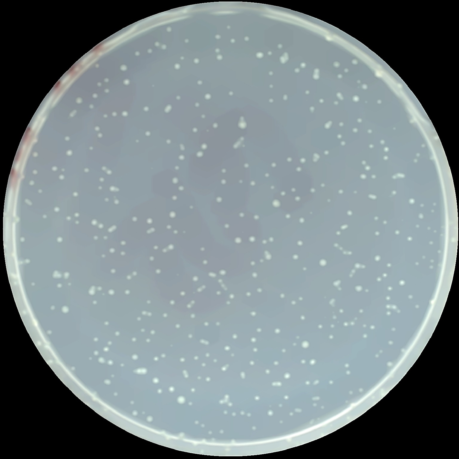 コロニーカウンター（CC500）｜ヤマト科学株式会社