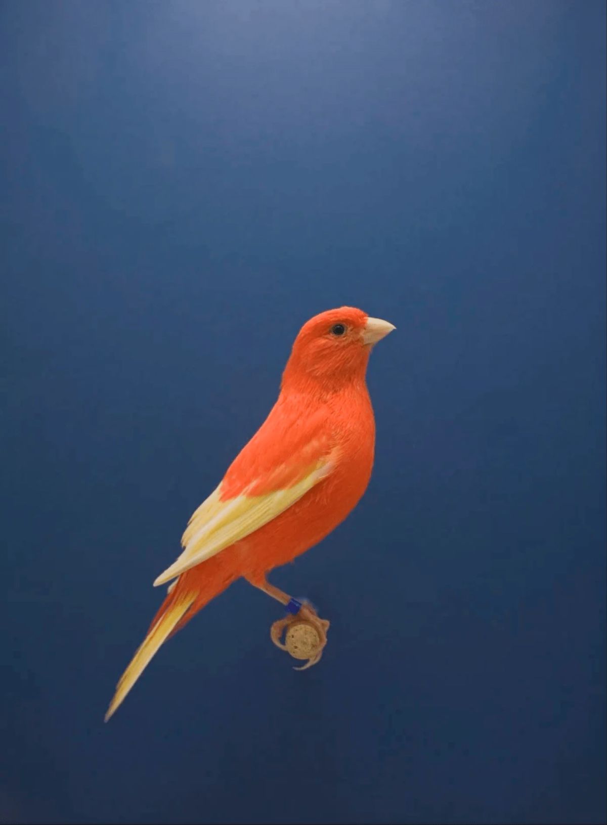 アート・デザイン・音楽 Luke Stephenson アート・デザイン・音楽 Luke