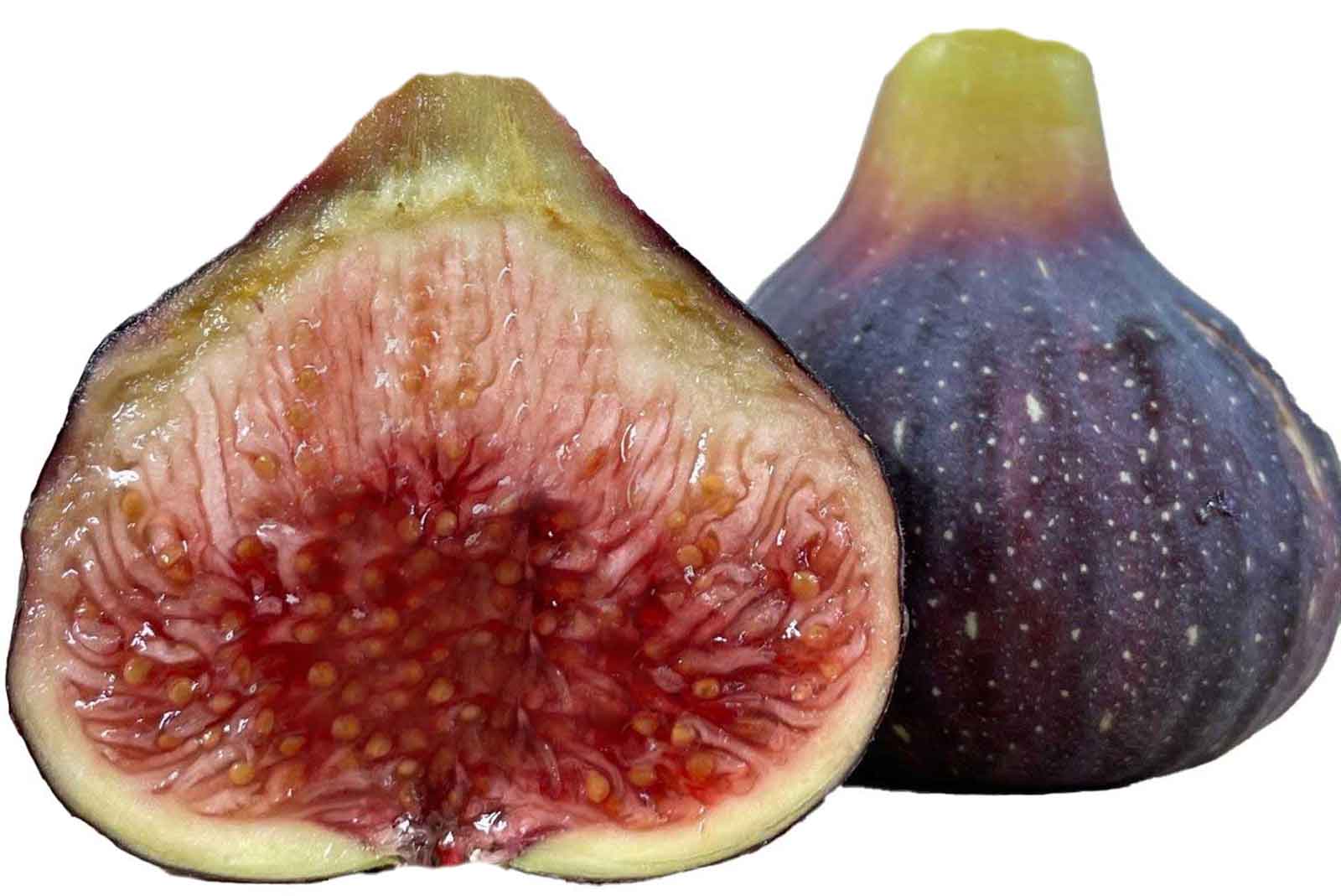 イチジクの良苗。Black Madeira イチジクの良苗。Black Madeira 【公式