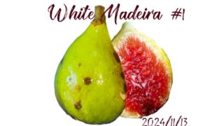 Constantine de Algerie Fig(コンスタンティーヌ デ アルジェリア