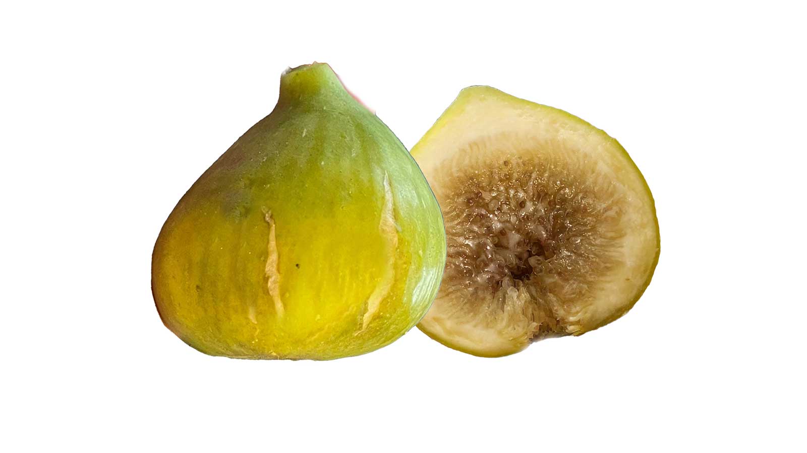 Constantine de Algerie Fig(コンスタンティーヌ デ アルジェリア