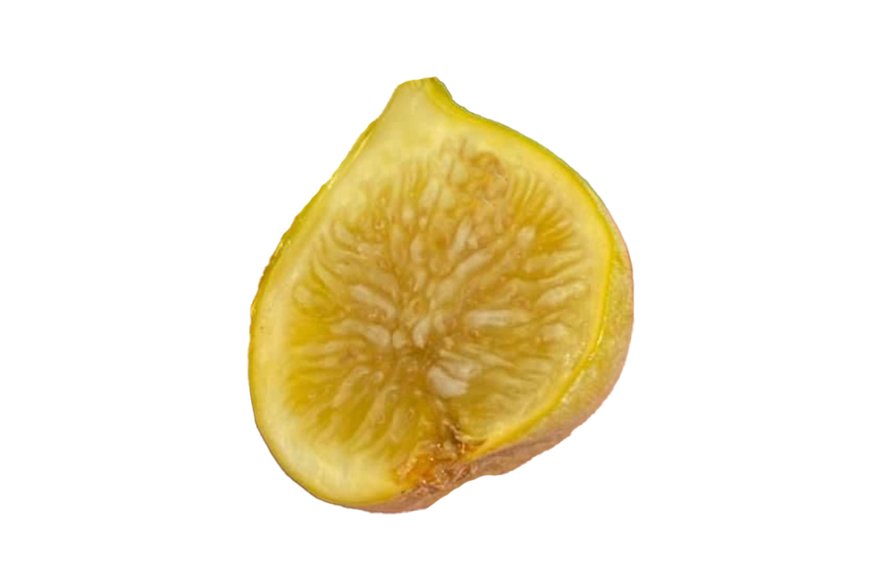 Golden Rainbow Fig(ゴールデンレインボー)=Ben's Golden Riversideの