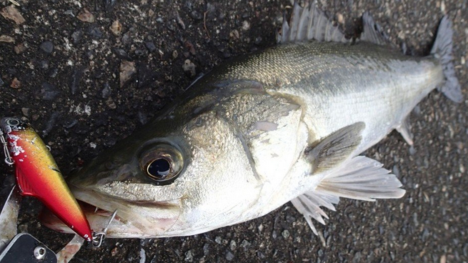 ルアーマチックMBでソルトウォーターゲームを楽しみたい！