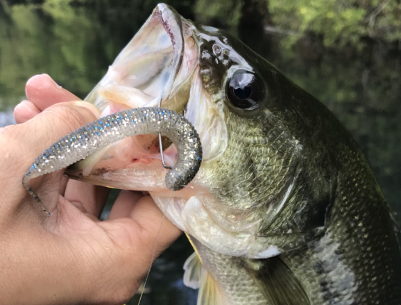 バス釣り最強ワームはこれだ！新作から安い釣れるワームまで徹底紹介！