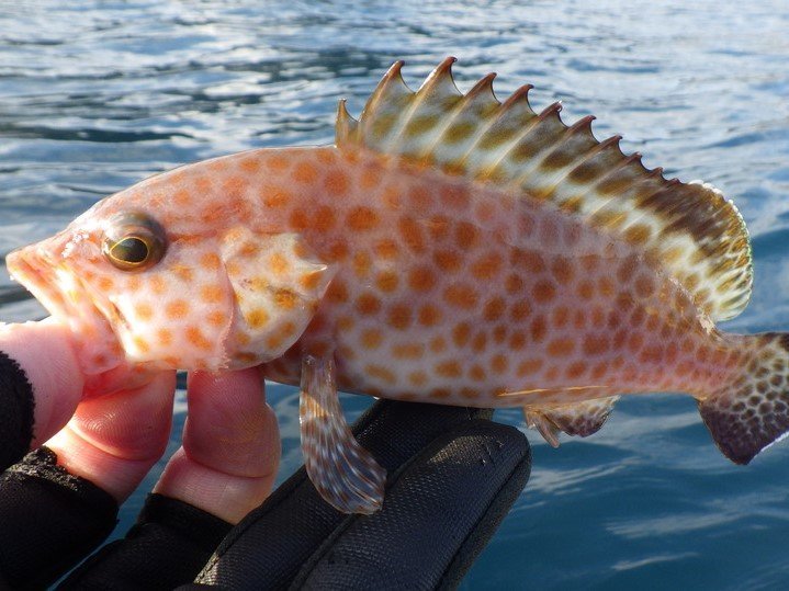 オオモンハタは超高級魚で1kgあたりの値段がスゴい！釣り方や食べ方を