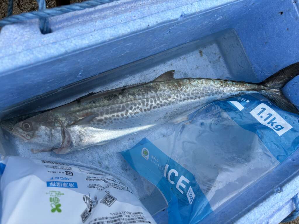 久しぶりのタチウオきた【貝塚人工島朝リアル】 | フィッシング