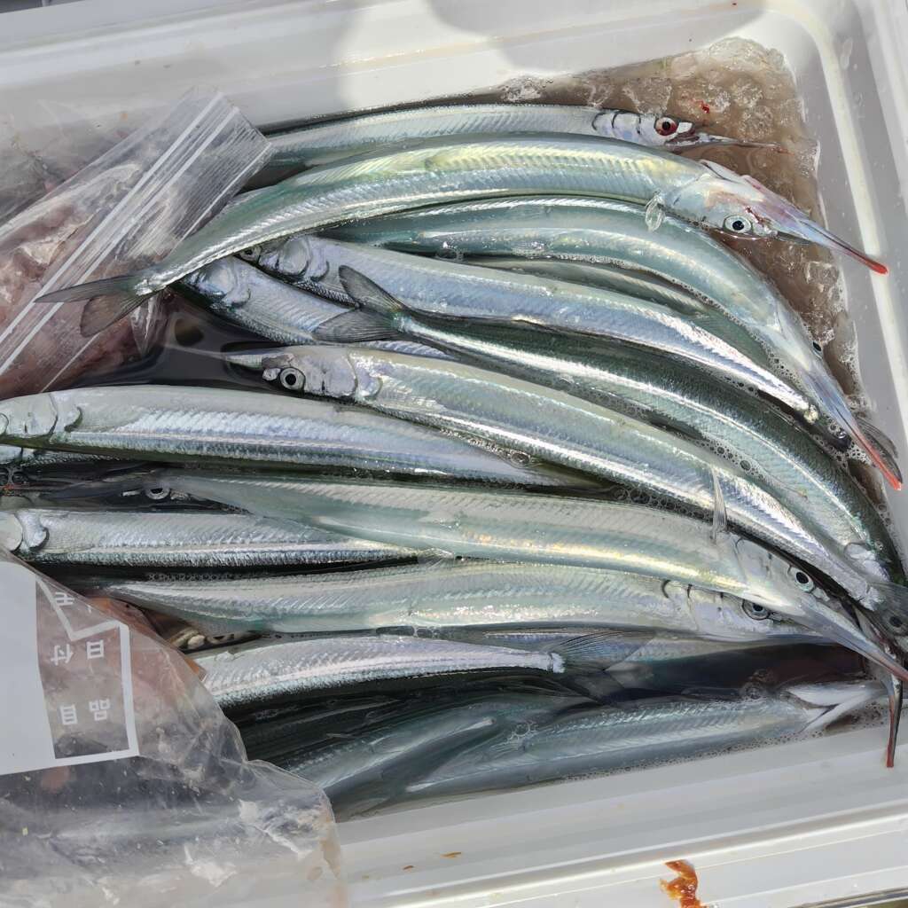 須磨海づり公園』今朝の釣果 | フィッシングマックス 関西の釣果|大阪