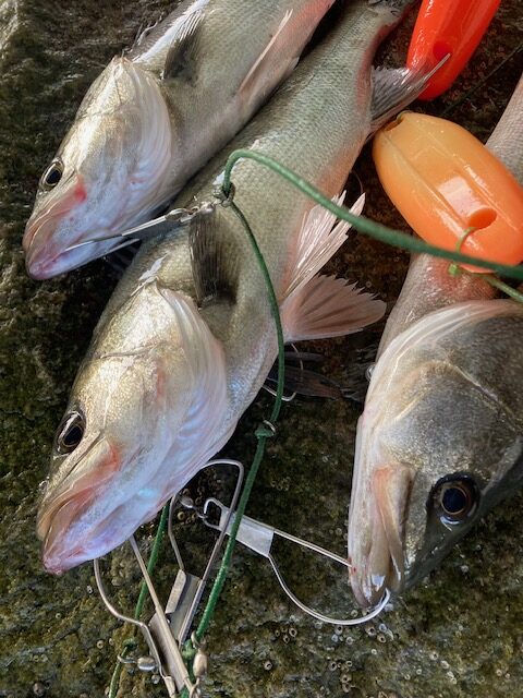 風は北西なので東へGO！ モーニングハネ3にチヌ1枚(^^)/ 関西最大級