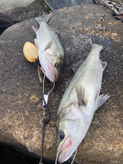 エビ撒き好調！モーニングハネは5本！ 関西最大級の釣場『南芦屋浜