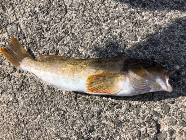 貝塚人工島 冬の定番？！投げ釣り、穴釣り | フィッシングマックス