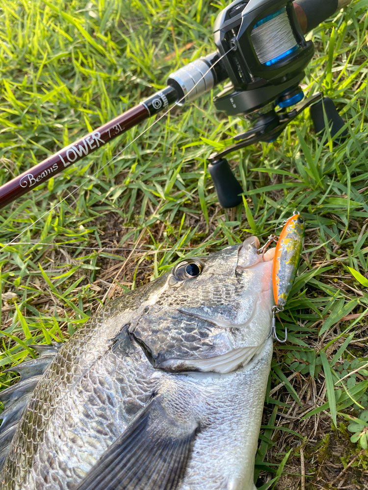 トップチヌでの大物外道！？～Beams LOWER7.3L～ - Fishman