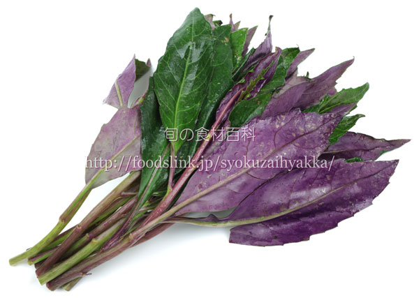 金時草（きんじそう）／水前寺菜（すいぜんじな）／式部草（しきぶそう