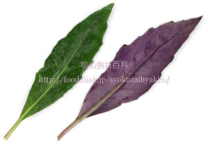 金時草（きんじそう）／水前寺菜（すいぜんじな）／式部草（しきぶそう