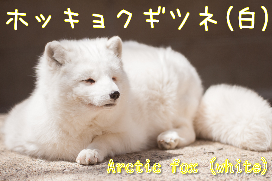 キツネの仲間たち！ | キツネコラム | キツネ写真館