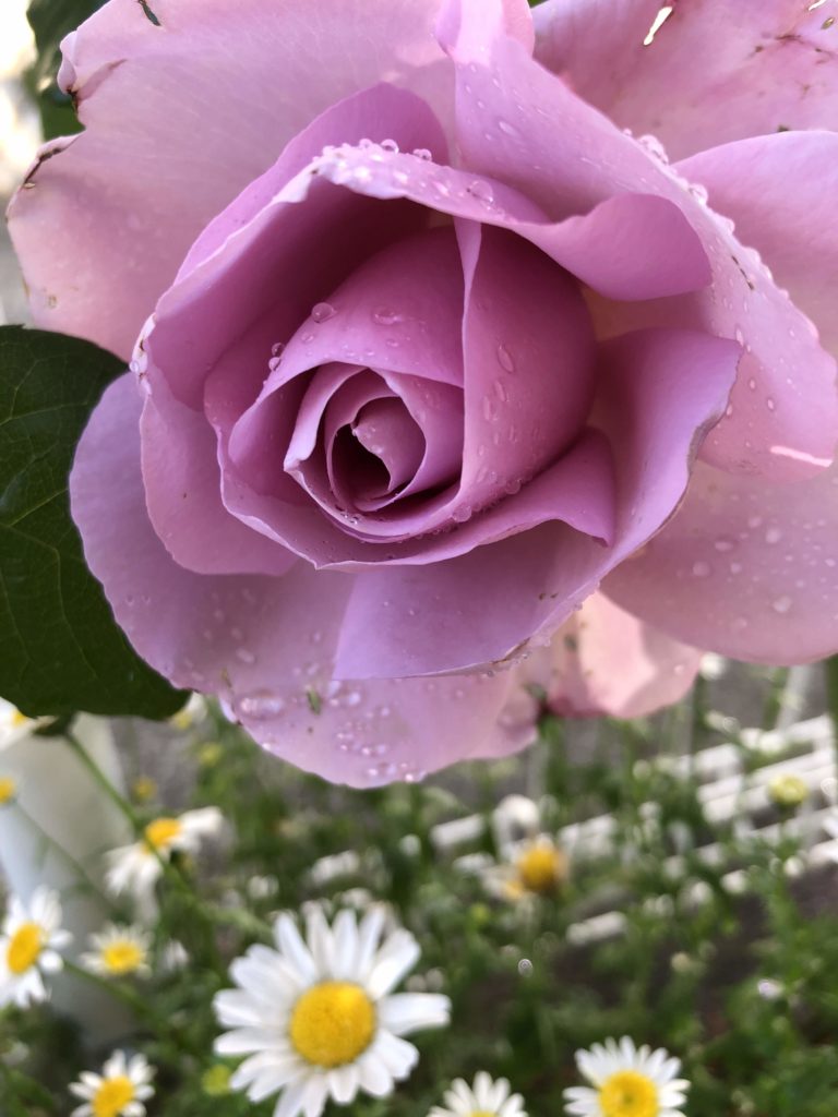 バラ】ローズシナクティフの特徴とは？気になる色合い・香り・トゲは