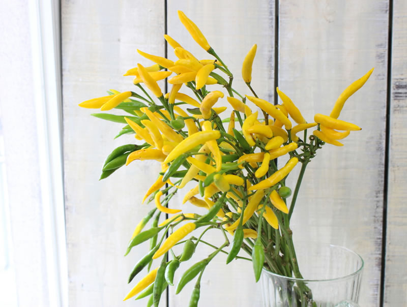 観賞用トウガラシ タカノツメ ｜ 花ブログ